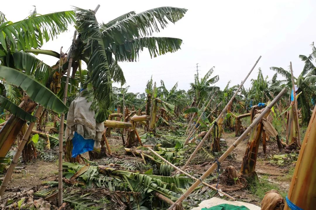 台风后复工复产工作方案,东莞麻涌复工复产进度