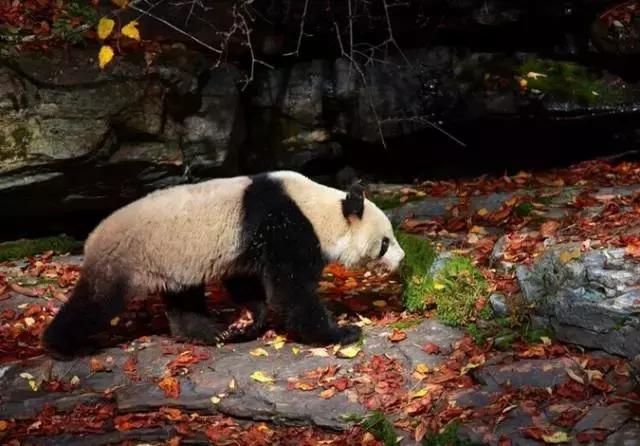 西安出发秦岭最美秋景自驾环线游,西安出发一小时深藏秦岭山水秘境