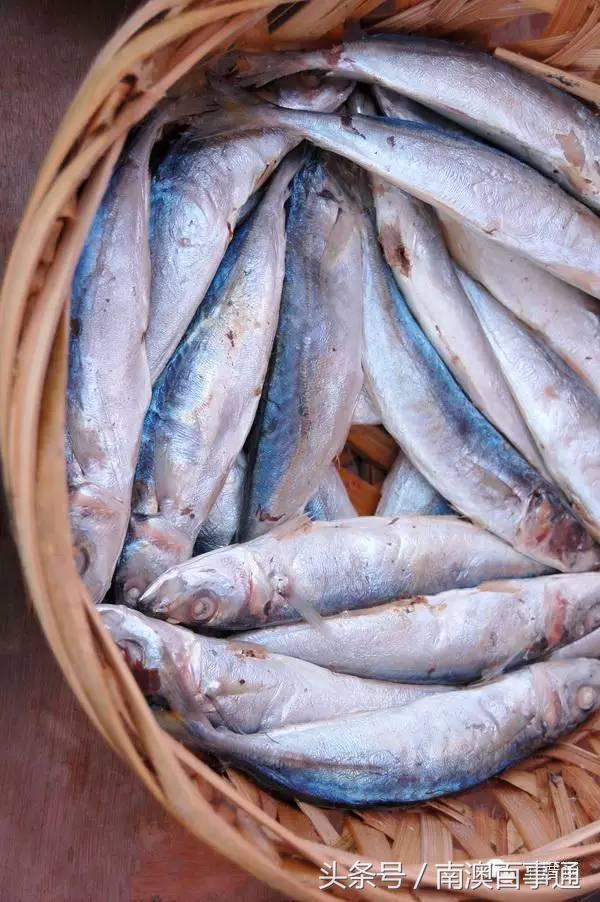 潮汕说的熟鱼和巴浪鱼有什么区别,巴浪鱼只有闽南粤东才有吗