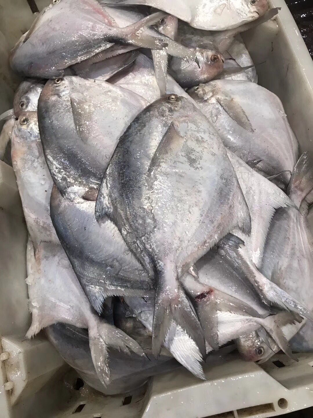 游客去舟山怎么买海鲜,舟山小白海鲜