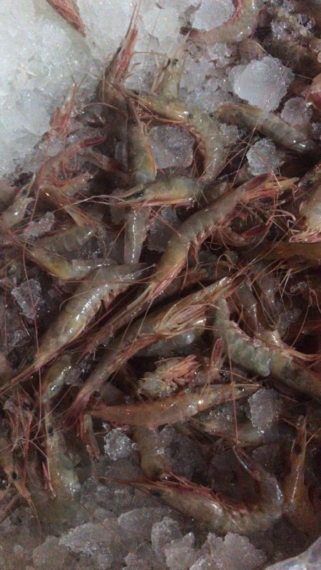 游客去舟山怎么买海鲜,舟山哪个岛买海鲜便宜实惠