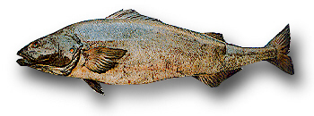 鳕鱼真假吃起来有不同吗,我们吃的鳕鱼都是真的吗