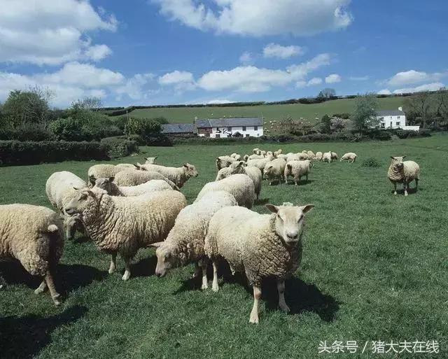 这么多羊看看你养的是哪一种?其他的你又认识几种?