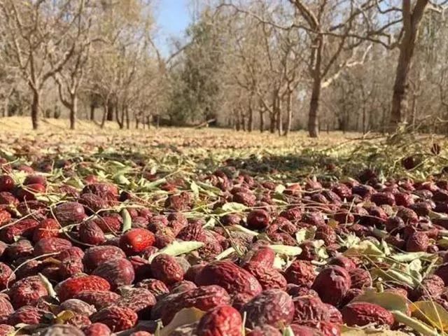 一条拼团｜日本植物精华染发膏，*疆新**若羌红枣