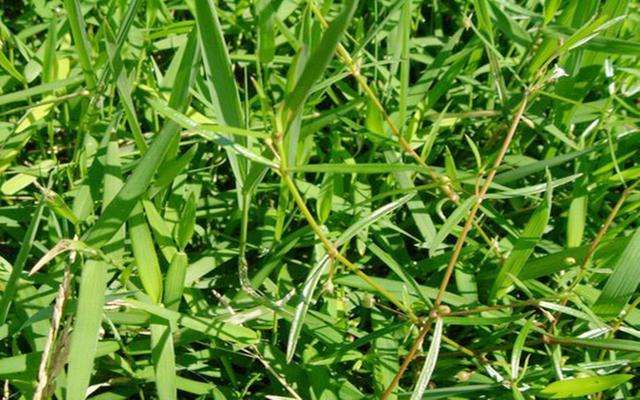 农村路边常见的一种野草,什么草可以治肝炎