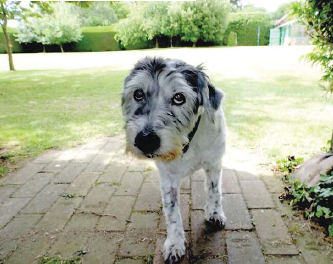 一只治愈了无数抑郁症患者的狗,最坚强的狗狗战胜癌症