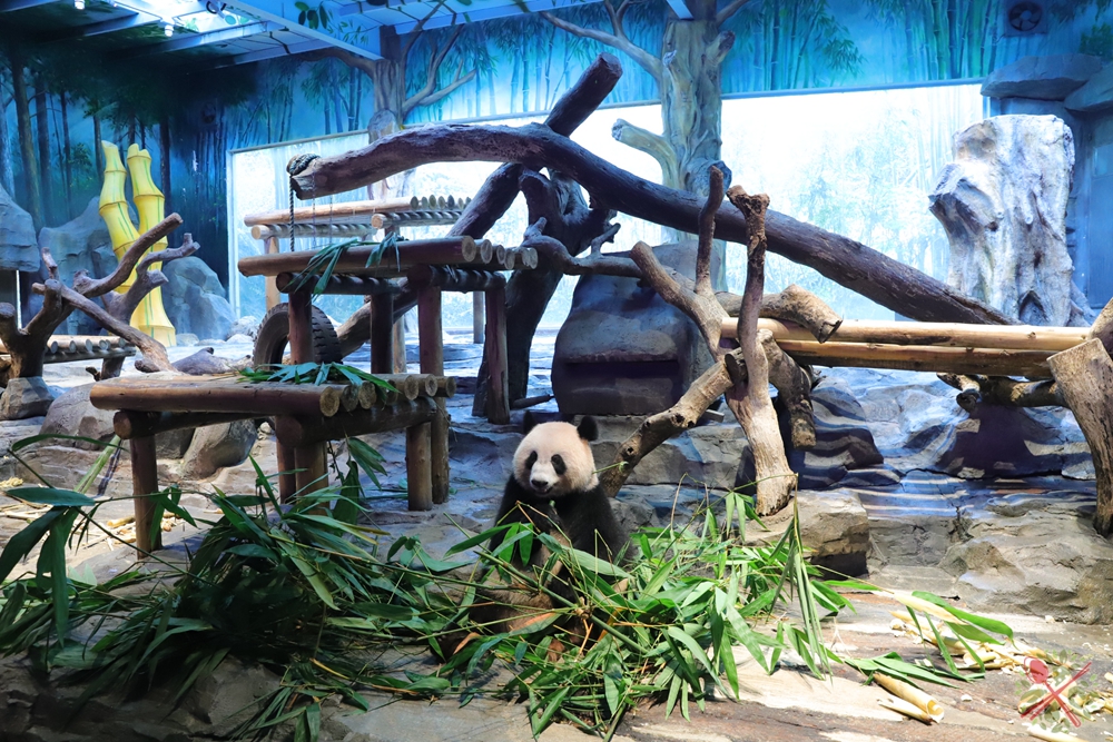 广州长隆4大乐园几天可以耍完,广州长隆野生动物世界国庆门票