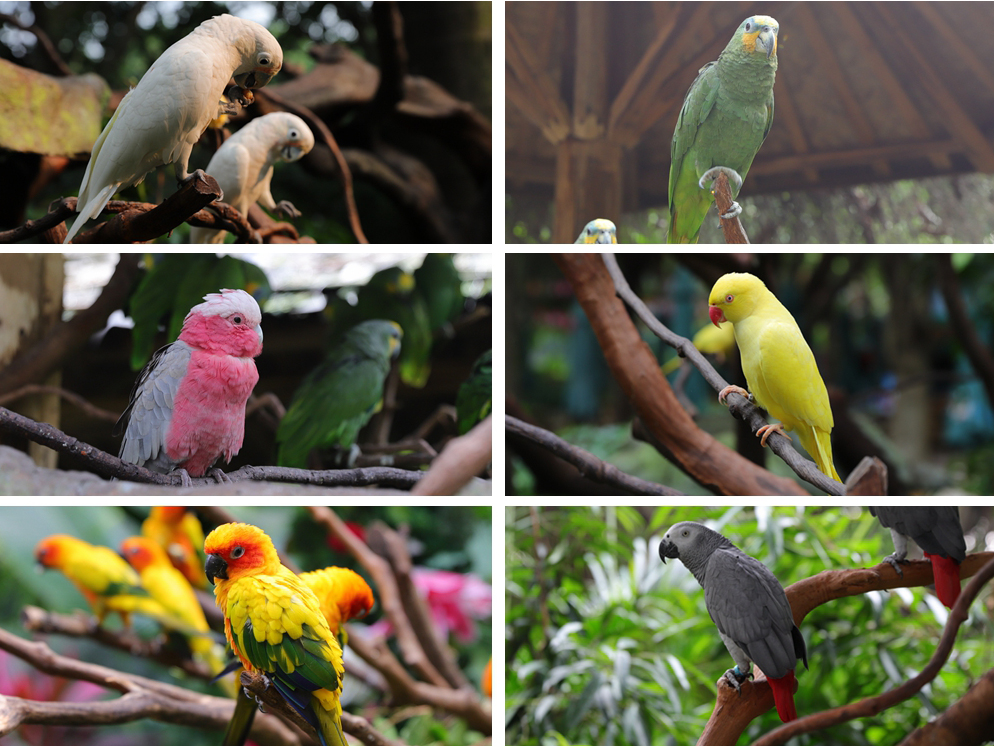 广州长隆4大乐园几天可以耍完,广州长隆野生动物世界国庆门票