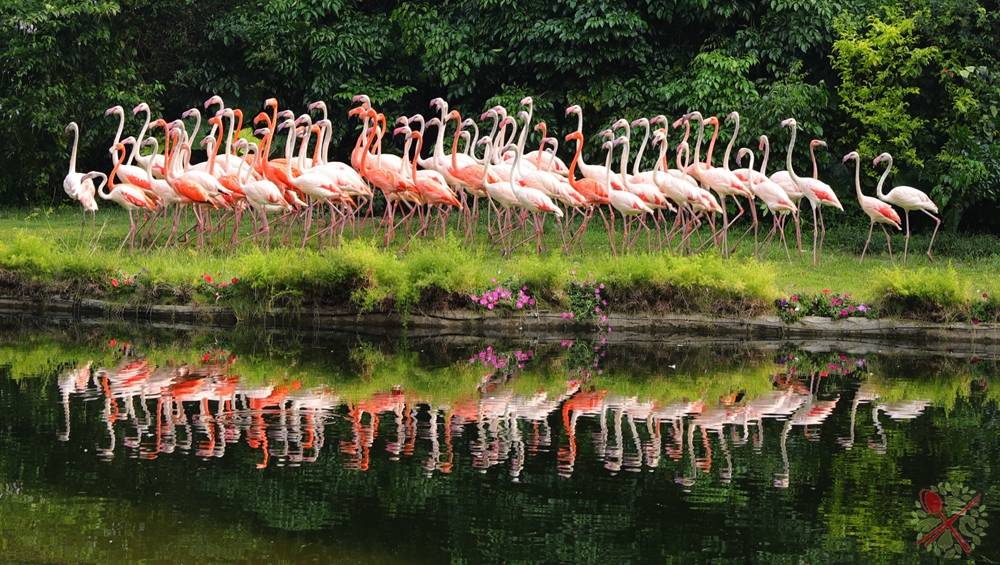 广州长隆4大乐园几天可以耍完,广州长隆野生动物世界国庆门票