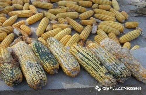 鸡不吃料,鸡不吃粮食是怎么回事