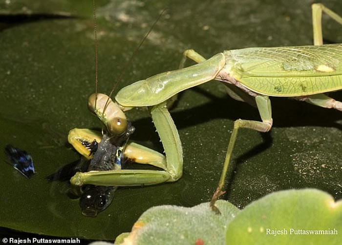飞天螳螂和巨斧螳螂,螳螂最大可捕食什么动物