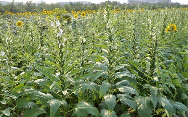 芝麻生长后期如何管理,芝麻增产最快的方法