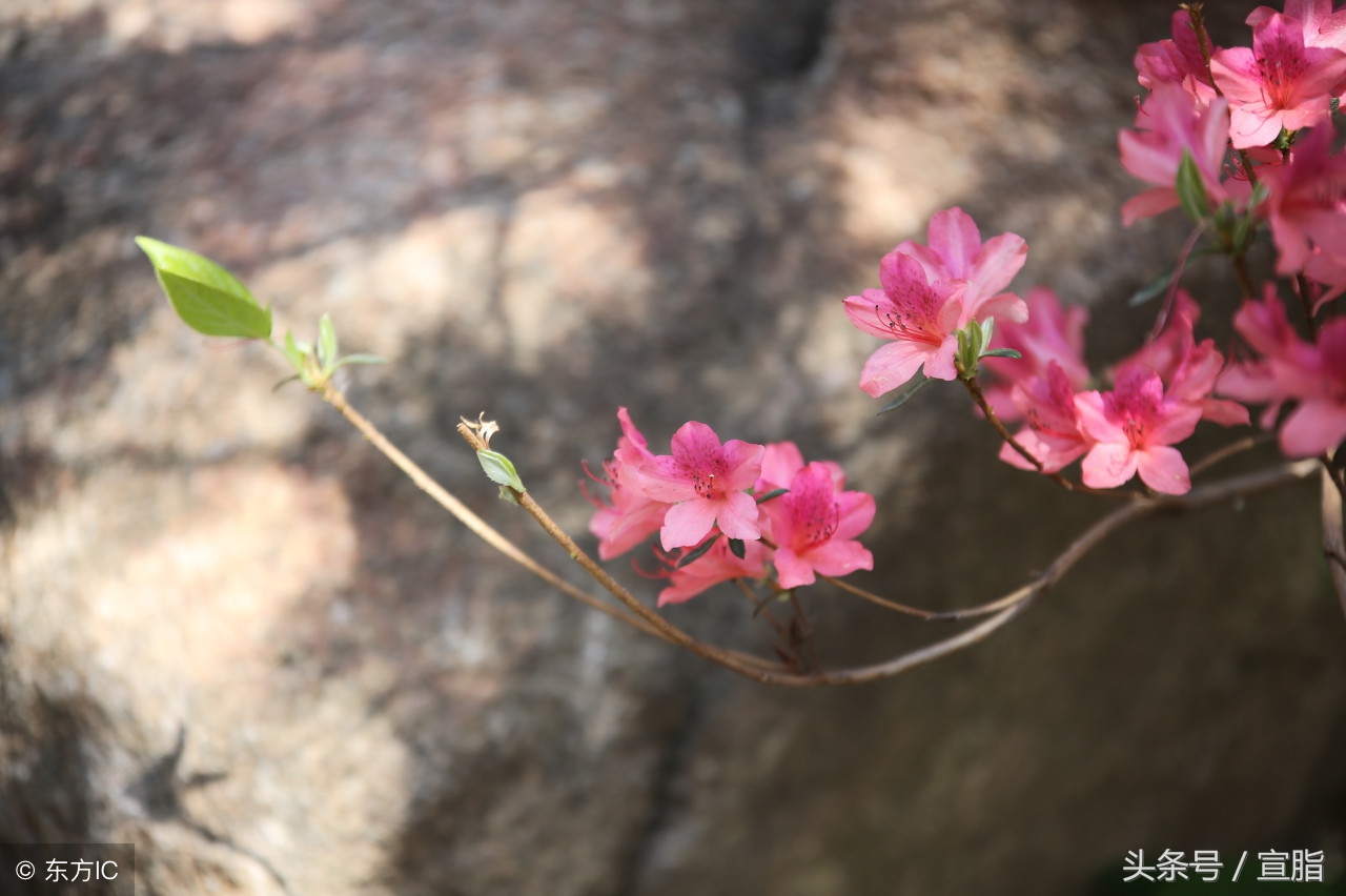 标准普通话全部拼音绕口令大全,普通话绕口令口才训练100首幼儿