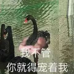 什么？师大的小动物过节了？（内含惊喜）