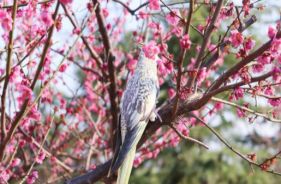 什么？师大的小动物过节了？（内含惊喜）