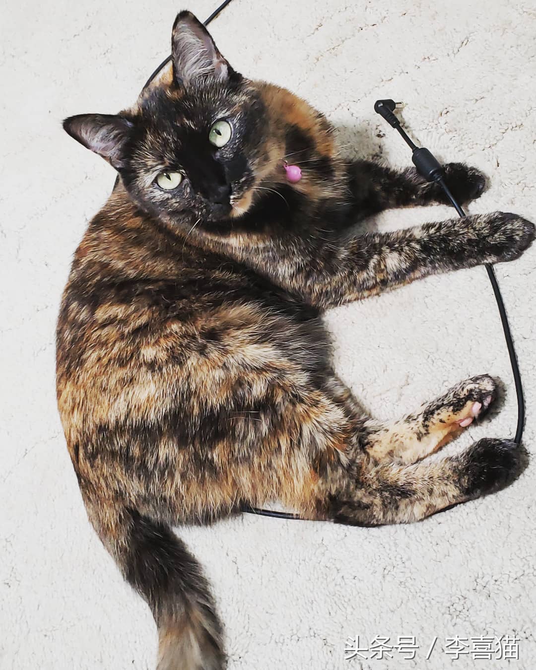 怎么不让猫咪啃数据线,让猫咪认为铲屎官很厉害的方法