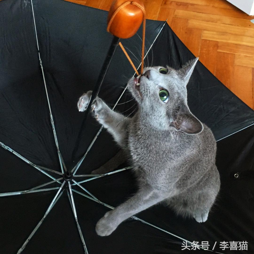 猫咪老咬数据线该怎么办,猫咪怎么养成不咬数据线