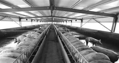 猪妈妈难产笑话,猪妈妈怀孕了难产难受