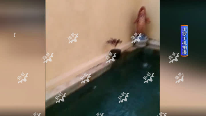 一对夫妻去巴厘岛度蜜月,扬州夫妇自驾海南