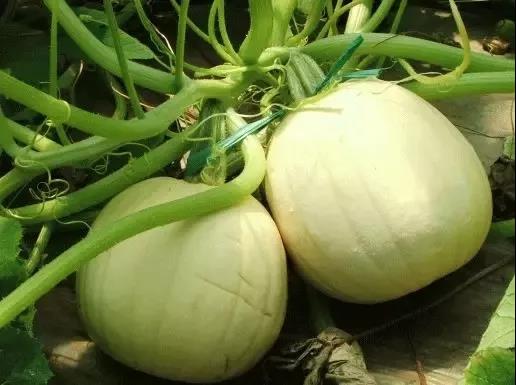 这种瓜表面很普通，却内含“鱼翅”！种点儿不亏~