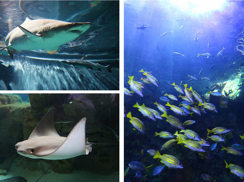 珠海长隆海洋王国企鹅馆北极熊馆,珠海长隆企鹅海洋王国攻略