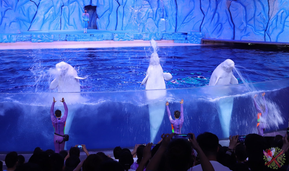 珠海长隆海洋王国企鹅三天两晚,珠海长隆海洋王国企鹅北极熊