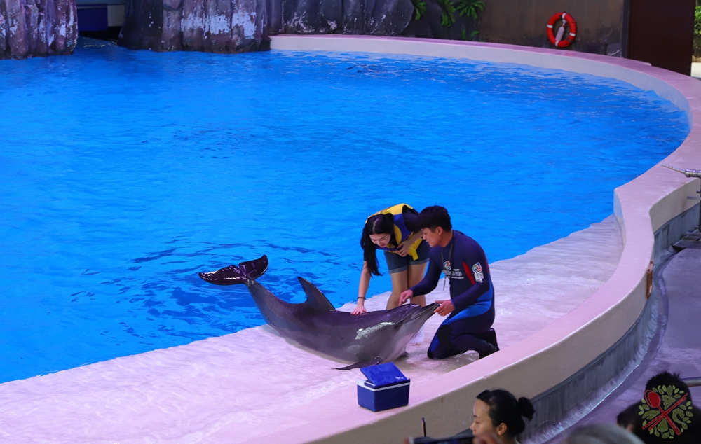 珠海长隆海洋王国企鹅馆北极熊馆,珠海长隆企鹅海洋王国攻略