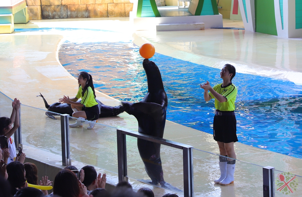 珠海长隆海洋王国企鹅三天两晚,珠海长隆海洋王国企鹅北极熊