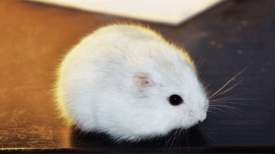 养仓鼠的新手需要注意一些什么,新手养仓鼠需要注意些什么