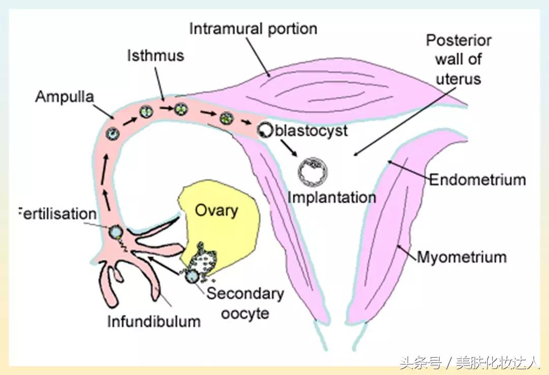 关于乳房疾病有哪些,关于女性乳腺方面的问题