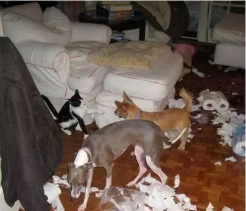 狗狗磨牙咬什么舒服,给狗狗磨牙用什么东西好