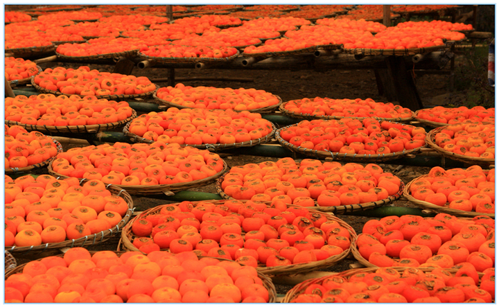 十月秋香，恭城人民带你品沙柚、尝月柿、喝油茶、逛文武庙周渭祠