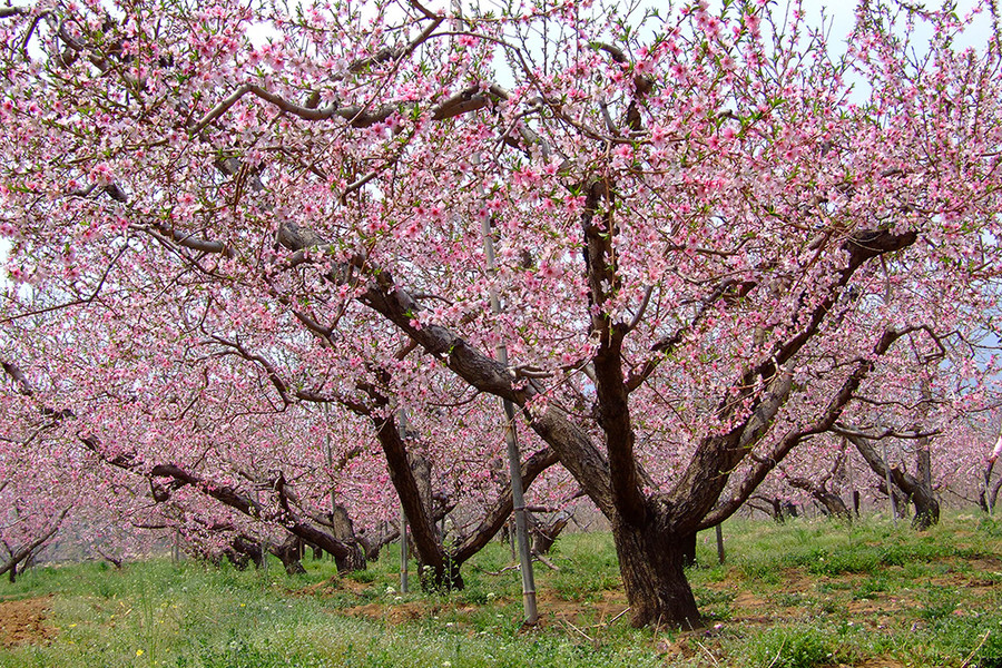 十月秋香，恭城人民带你品沙柚、尝月柿、喝油茶、逛文武庙周渭祠