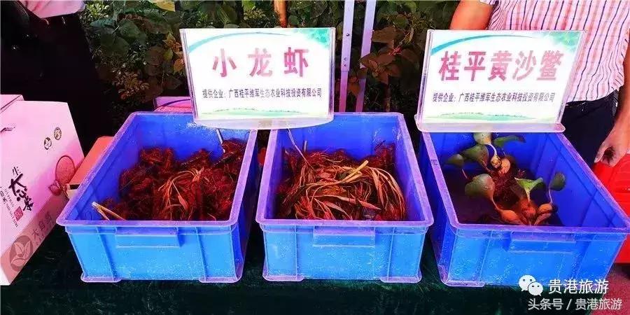 桂平南木农庄,桂平南木新农村