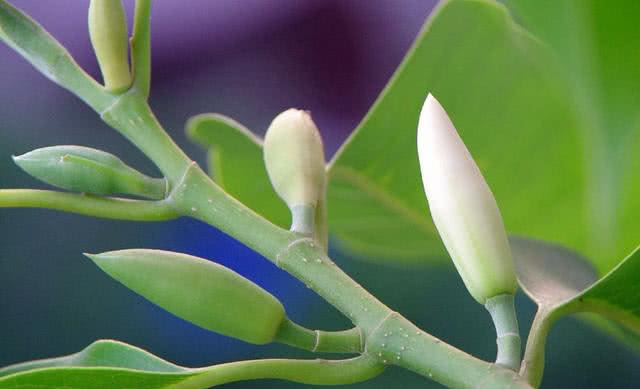 盆栽白兰花的养殖方法,盆栽白兰花怎么养详细介绍