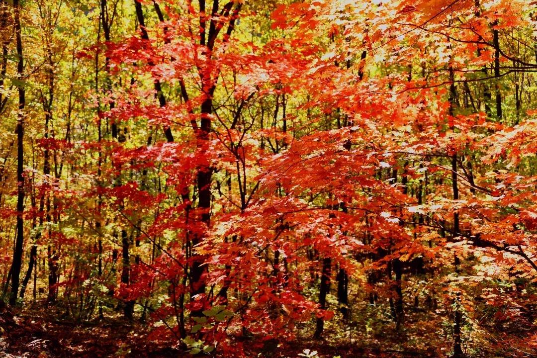 云南一天的游客人流量,云南人多的景点怎么拍照