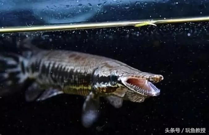 四种不能混养的鱼,两种不能混养的鱼怎么解决