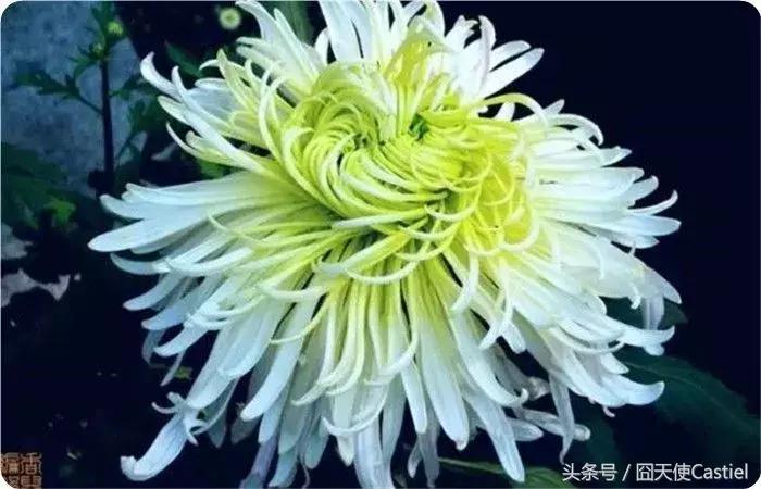 精美菊花100幅,100幅菊花国画简单