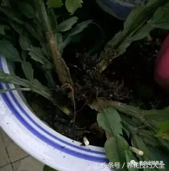 蟹爪兰长得好好的就断了怎么回事,蟹爪兰花蔫了怎么补救