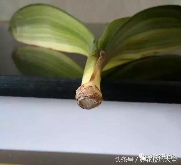 蟹爪兰长得好好的就断了怎么回事,蟹爪兰花蔫了怎么补救