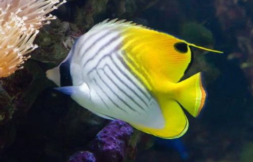 海缸如何养好水质,原生海缸家庭饲养