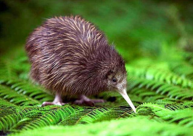 新西兰全球最清廉的国家,新西兰为什么被称为绿色王国