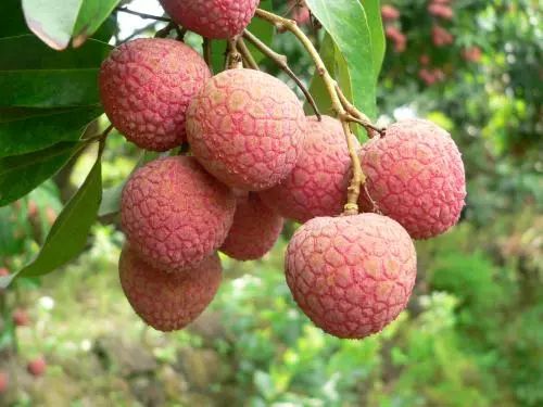 杨贵妃吃荔枝是来自哪里的,杨贵妃吃的荔枝来自哪里