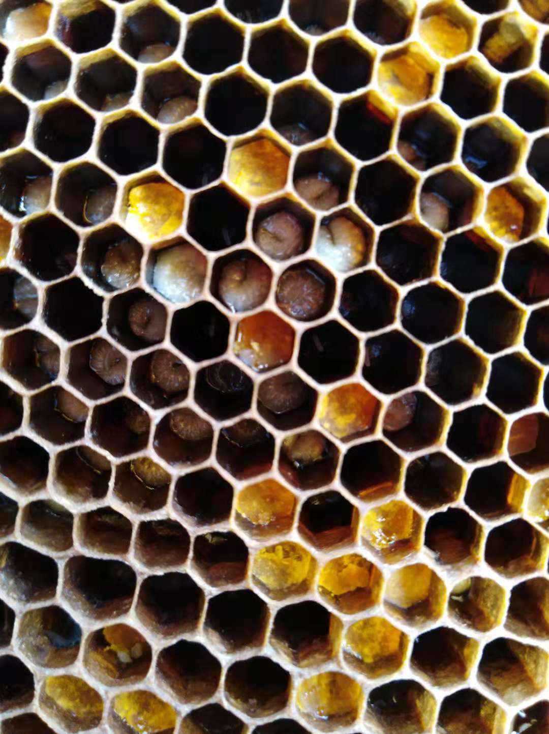 中蜂幼虫病用什么药,中蜂幼虫病的治疗方法