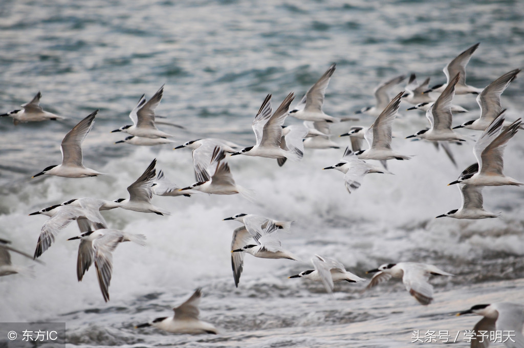 江南逢李龟年古诗朗诵视频,江南逢李龟年古诗朗读跟读