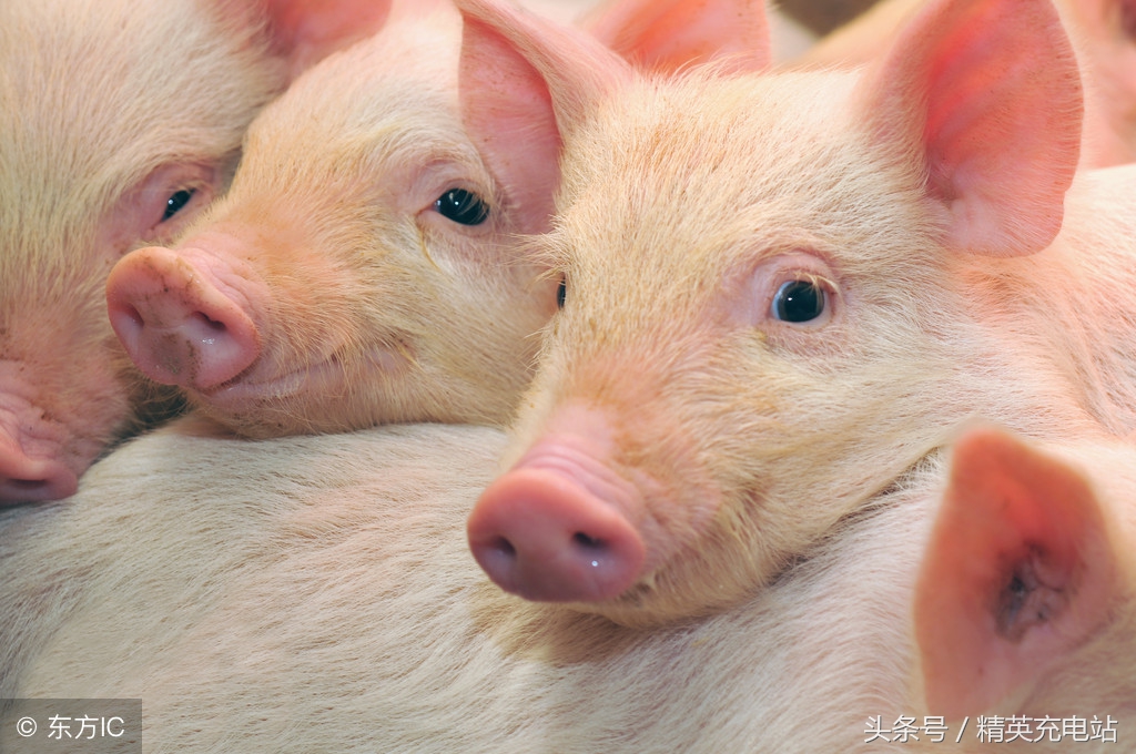 如何让猪上树？方向不对，努力白费！（彻底颠覆你的思维）