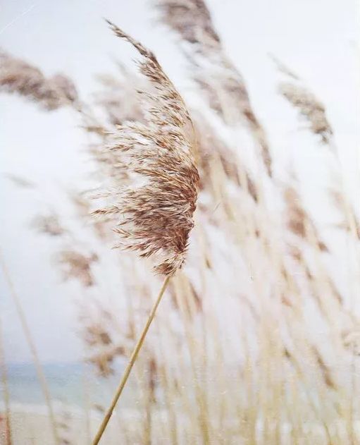 秋风起芦花飞起满天霜,诗词鉴赏秋风起芦花飞