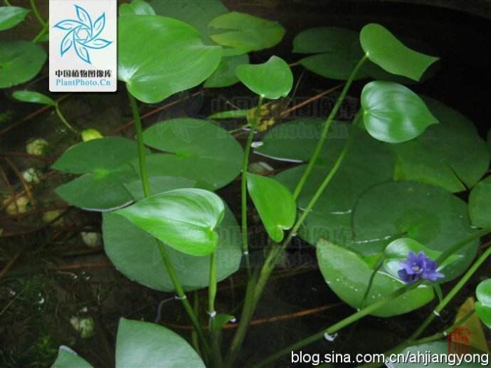中药材鸭舌草价格,鸭舌草的图片