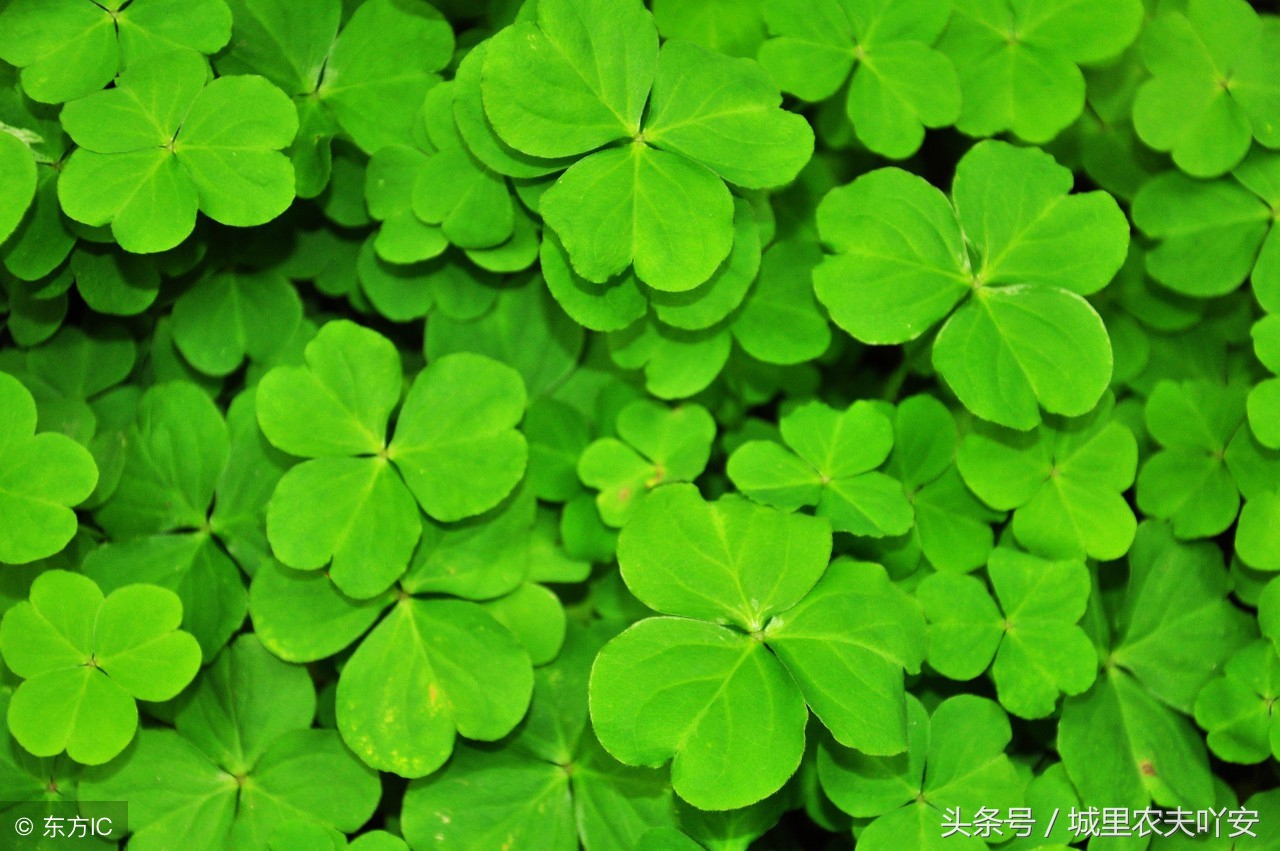 松针粉可以替代饲料添加剂吗,养鸡松针粉