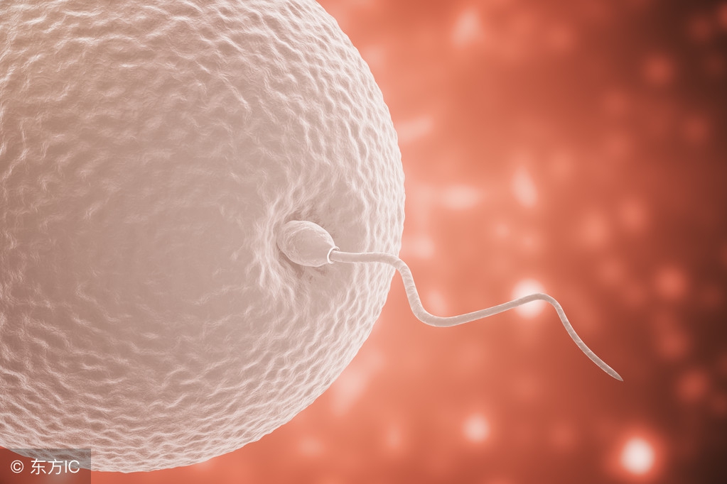 如何知道自己是否排卵?症状有哪些?